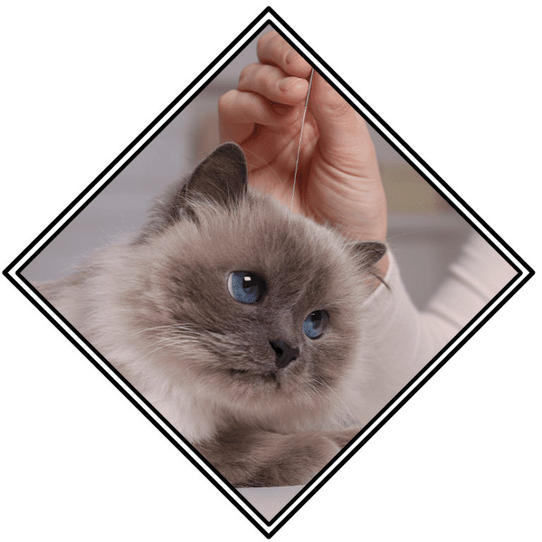 Image showcasing Cat & Dog Acupuncture in Carmel, IN