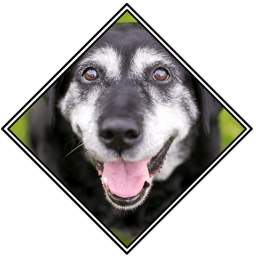 Close Up Of Happy Senior Dog