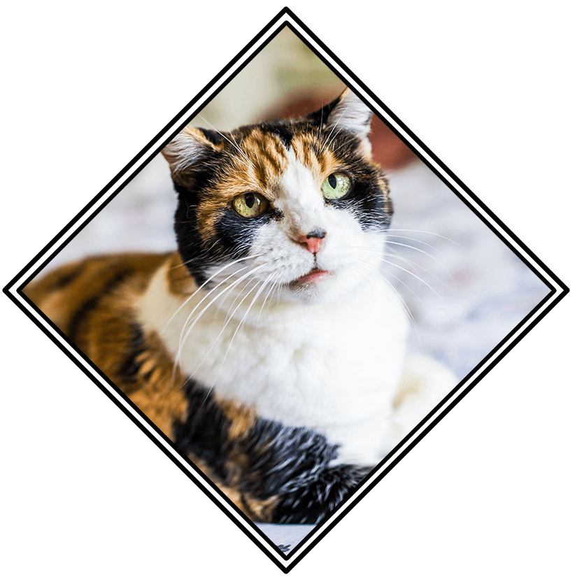 Close Up Of Senior Calico Cat