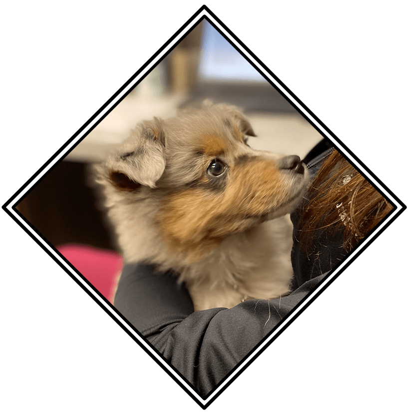 Small Fluffy Dog Looking Up At Staff Member