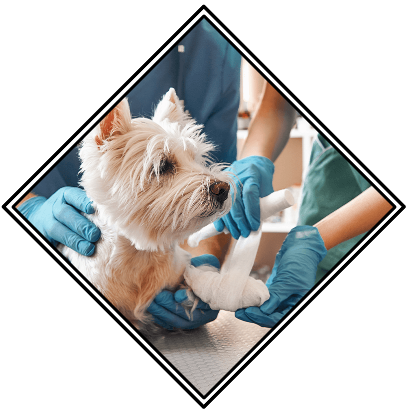 Staff Members Wrapping Dogs Paw With Bandage