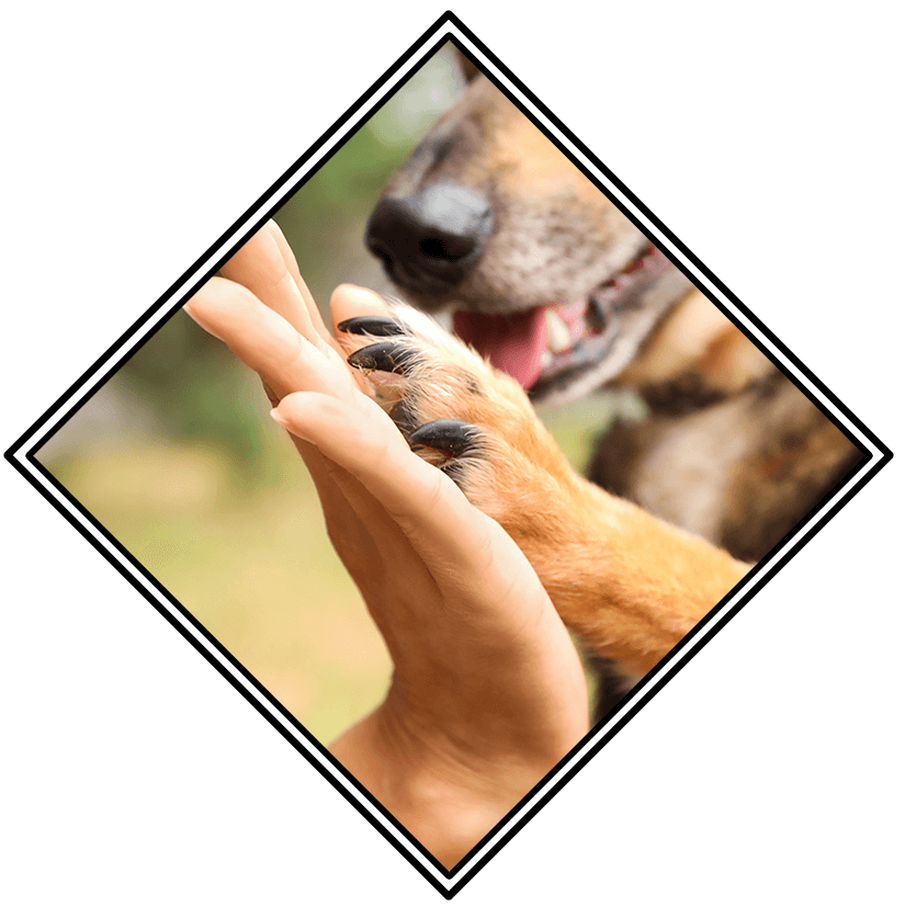 Close Up Of Dog Giving High Five