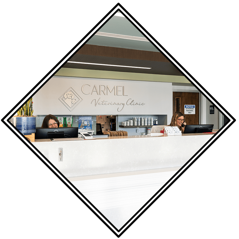 Two Front Desk Receptionists At Carmel Veterinary Clinic Two Front Desk Receptionists At Carmel Veterinary Clinic