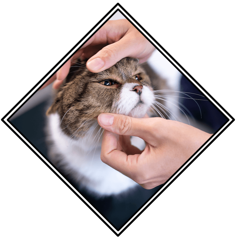 Pet Urgent And Emergency Care In Carmel In