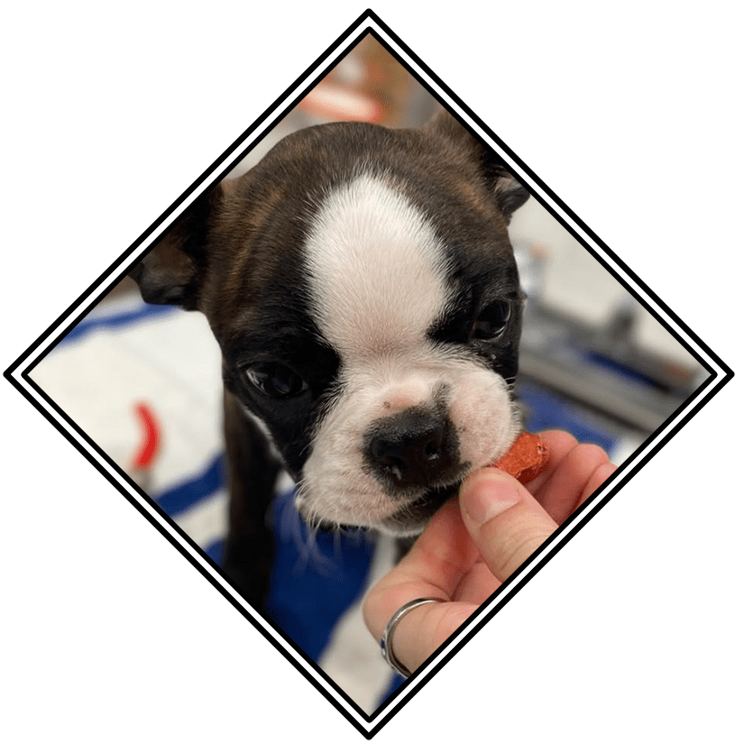 after-hours-pet-consultations-carmel-in small black and white puppy eating treat from person's hand