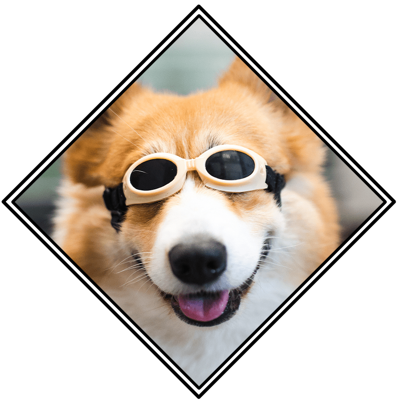 happy corgi wearing dark goggles for laser therapy treatment session